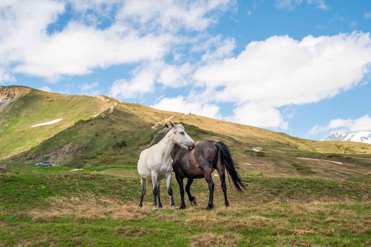A white horse and a dark brown horse interacting in a rolling alpine meadow along a Svaneti trekking trail, with a grassy mountain ridge and a partly cloudy blue sky in the background.