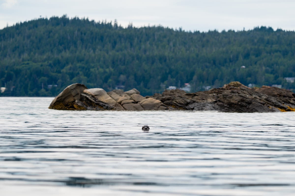 The small head of a harbor seal pokes out of the calm water in Orca Cove near Ketchikan, Alaska, with a rocky island and a dense, green pine forest blanketing the hillside in the background.