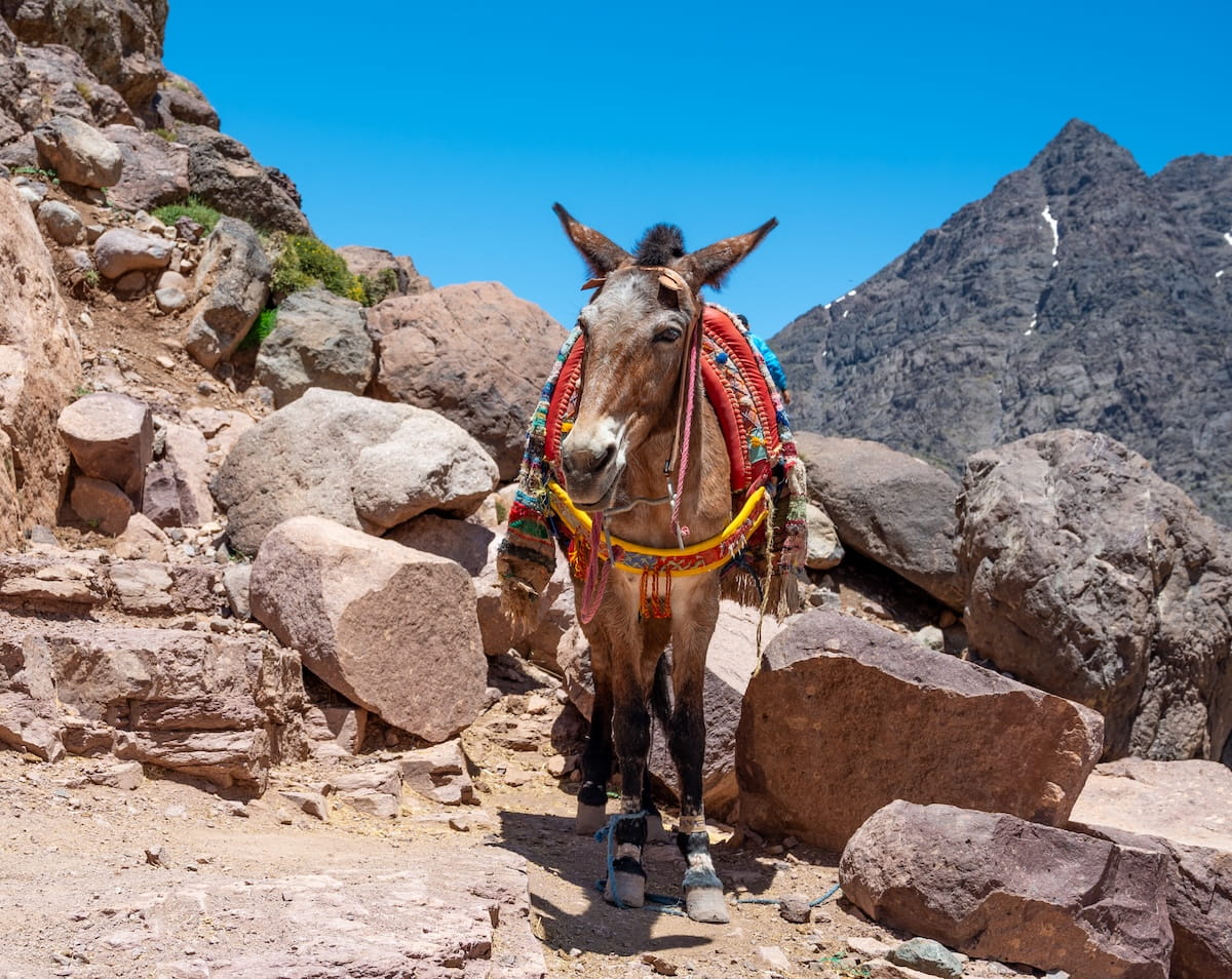 A close-up portrait of a brown pack mule standing on a steep, rocky trail in the High Atlas Mountains of Morocco. The mule is equipped with a vibrant, traditionally patterned red and yellow woven saddle blanket against a backdrop of rugged gray mountain peaks and a clear blue sky.