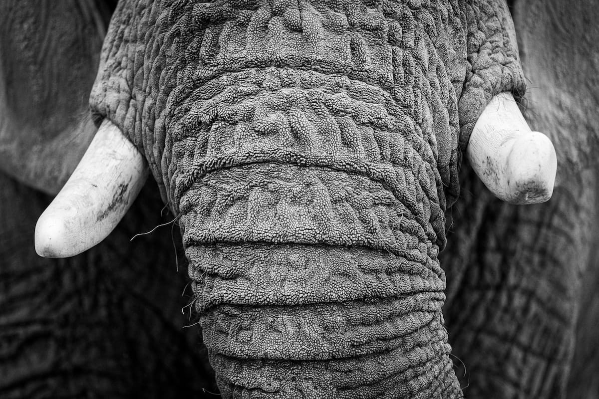 closeup of an elephant's trunk and tusks