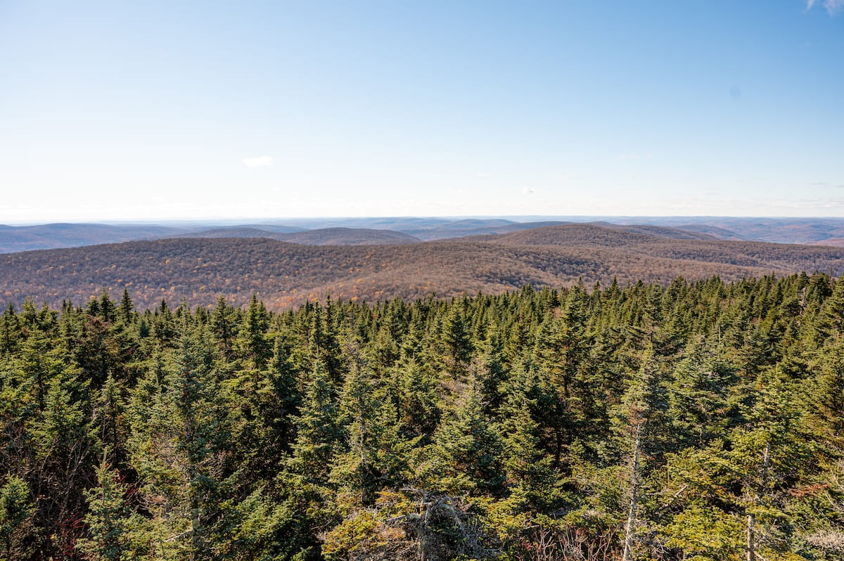 A wide high-angle landscape shot from the summit area of Balsam Lake Mountain in the Catskills, looking out over a dense, green evergreen forest in the foreground. In the distance, rolling brown and late-autumn mountain ridges stretch under a bright, clear blue sky.